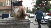 Kadıköy'de Kediye Tokat Kavgası; Saldırıya Uğrayan Gencin Annesi O Anları Anlattı