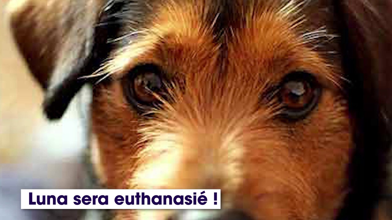 Une clinique vétérinaire menace d’euthanasier leur chien s’ils ne payent pas vite la facture