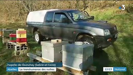 Abeilles : début de la transhumance