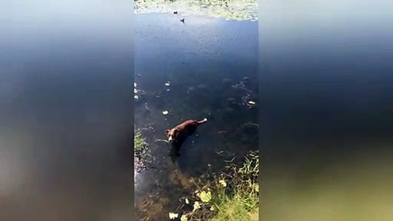 Dog poses for a photo with rocks, not realising they were turtles!