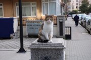 Kadıköy'de Kediye Saldıran Kişi ile Kavga Eden Gencin Annesi O Anları Anlattı