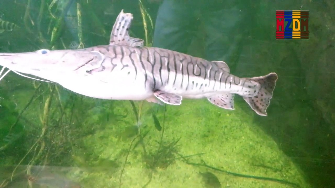 B89- Hilaire´s Side-Necked Turtle, Arapaima, Orinoco Peacock Bass, Dark Marked Cichlid, Blue Freckled Cichlid, Silver Prochilodus, Red hook Myleus, Redtail Catfish, Sailfin Marbled Catfish, Broad-Nosed Caiman, Banded Leporinus,