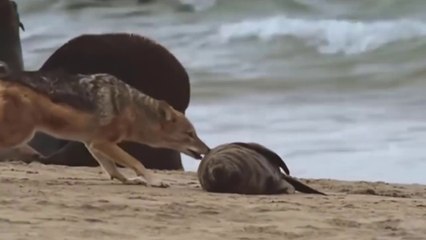 Chacal-De-Dorso-Preto Em Caça A Lobos-Marinhos-Do-Cabo