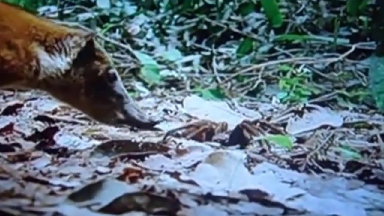 Quati Predando Aracnídeos