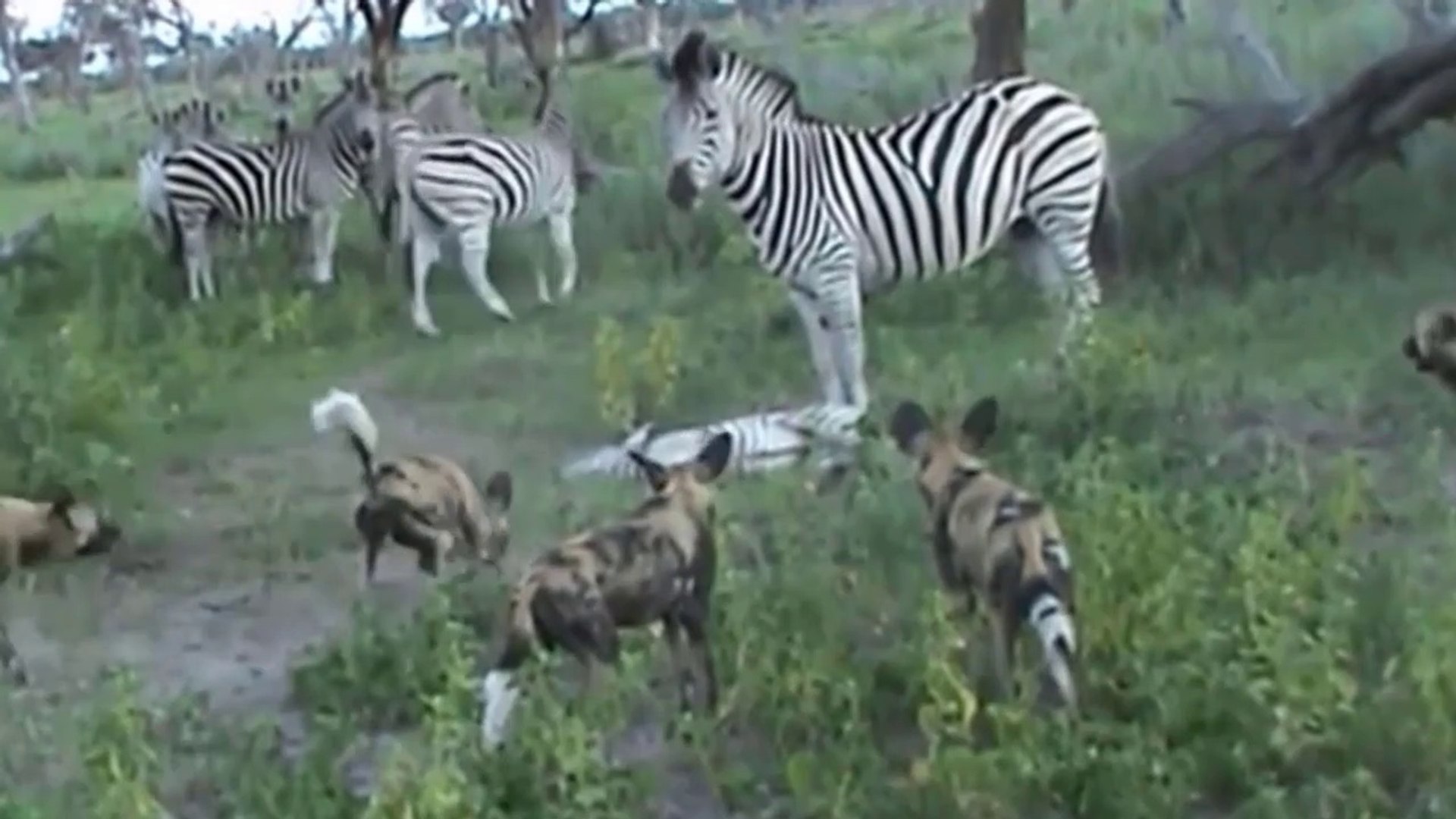 ⁣Confrontos Entre Zebras E Cães Selvagens