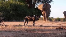 Quando Mabecos Confrontam Com Elefantes