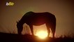 2 guys 1 horse - video Dailymotion