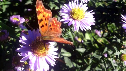 Unser Garten und unsere Arbeit