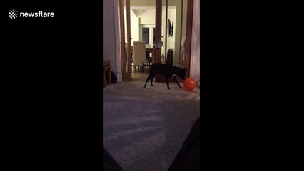 Playful dog enjoys toying with balloon until it bursts