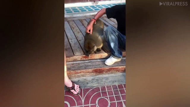 Monkey Falls Asleep As Tourist Scratches His Belly
