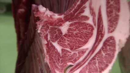 日 와규 종자 中 유출 적발...와규 지키기 '비상' / YTN