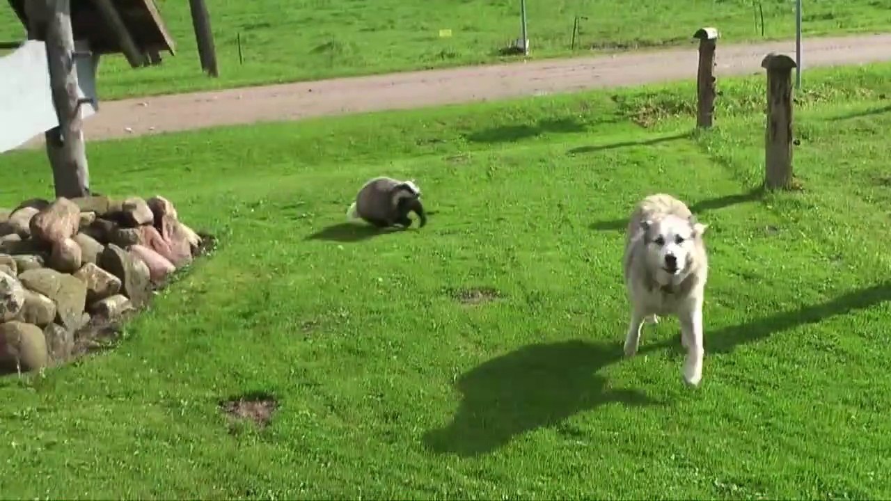 Ce chien va regretter d'avoir mordu un blaireau... Pas commode l'animal