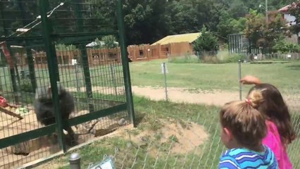 Ne jamais chercher un singe même en cage... Belle vengeance