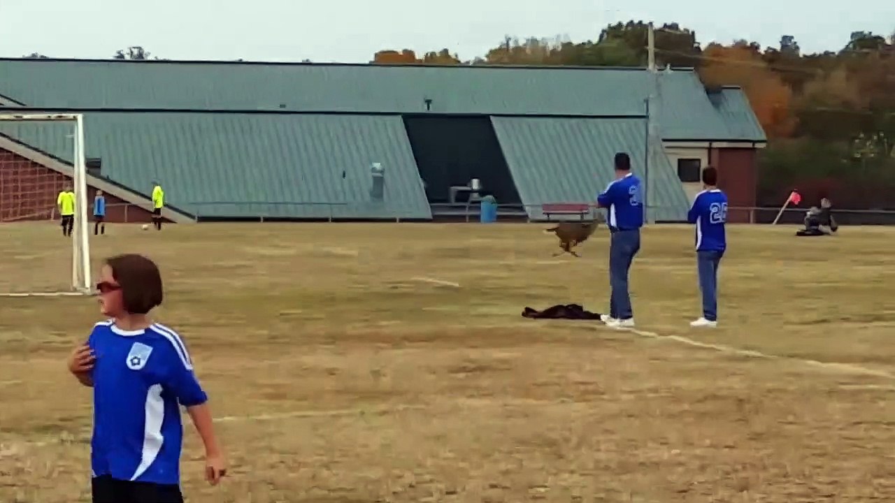 Quand une biche traverse un terrain de foot et...