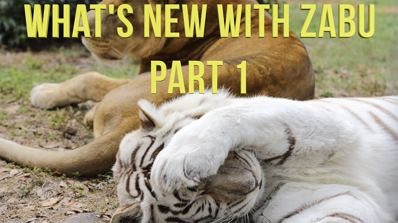 White Tiger Claw Trim