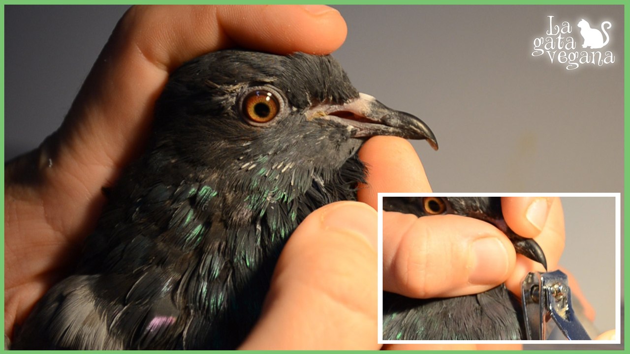 CÓMO RECORTAR EL EXCESO DE PICO EN AVES | SOBRECRECIMIENTO PÁJAROS EN CAUTIVIDAD | LA GATA VEGANA