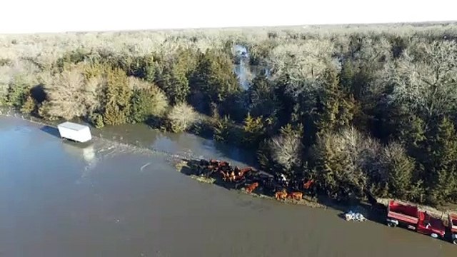 Flooding Forces Cows to Tiny Island