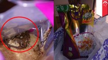 スーパーで購入した米にネズミの死骸が混入 - トモニュース