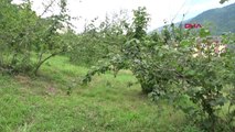 Trabzon Karadeniz'de 'kahverengi Kokarca' Böceği Tehlikesi-Arşiv