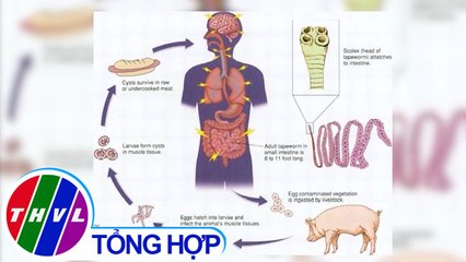 THVL | Cách phòng bệnh sán dây và ấu trùng sán lợn
