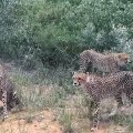 Namibia, Harnas Gobabis, Feeding cheetahs