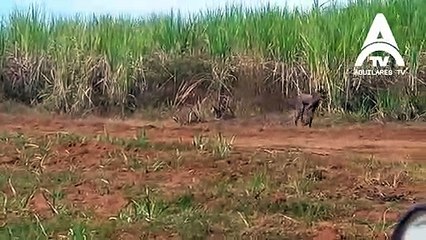 Kameraya takılan Garip Varlık