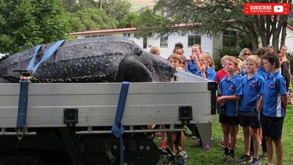 200kg turtle found in Akaroa may be trucked to Te Papa in Wellington for science
