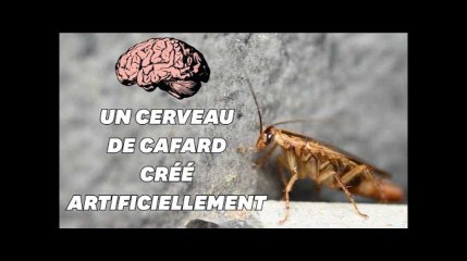 Download Video: Des chercheurs créent un mini-cerveau similaire à celui d'un cafard