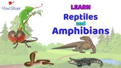 Video herunterladen: Learn Reptiles and Amphibians for Kids || Reptiles For Children in English | Amphibians names For Kids In English ||  Viral Rocket