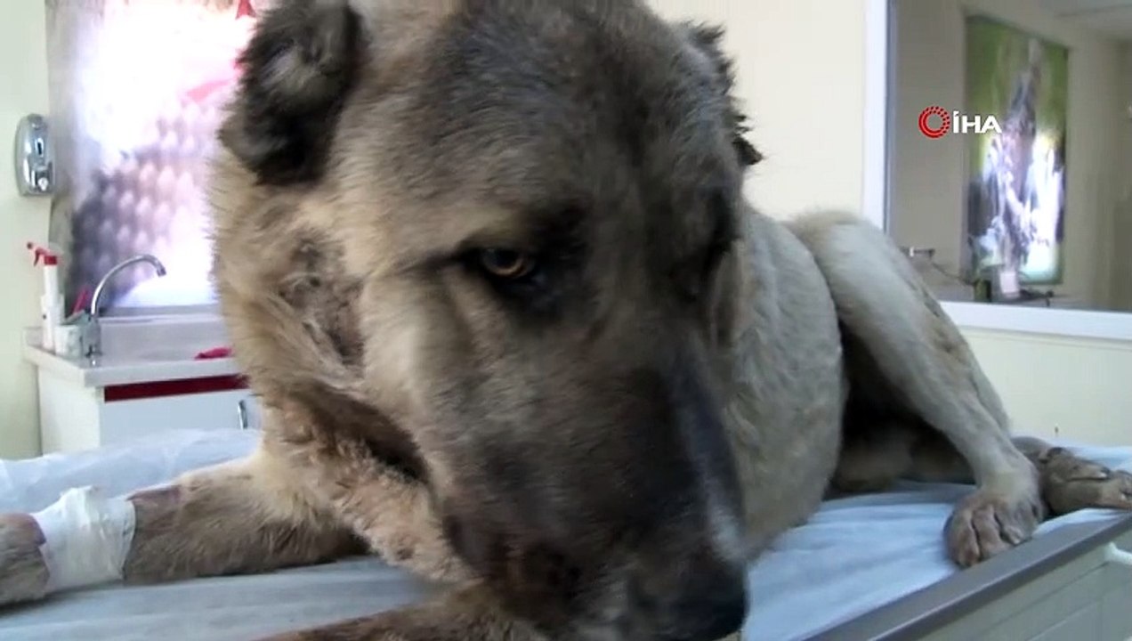 Mardin’de bir köpek av tüfeği ile vuruldu