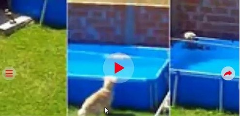 كلب بدرجة غطاس.. أنقذ طائرا غريقا بحمام سباحة