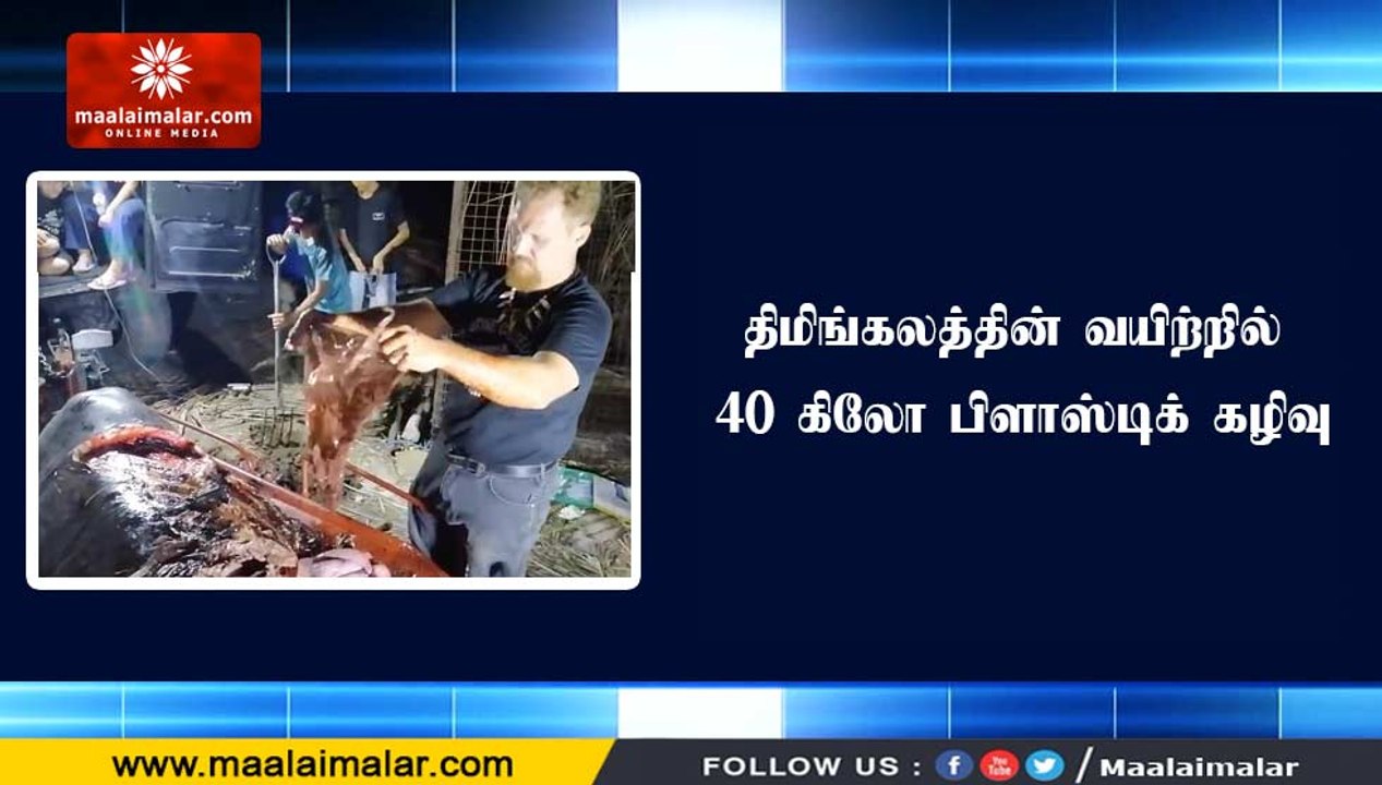 திமிங்கலத்தின் வயிற்றில் 40 கிலோ பிளாஸ்டிக் கழி...