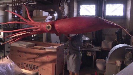 Il restaure un calmar géant de plus de 6 mètres de long pour une exposition à Paris