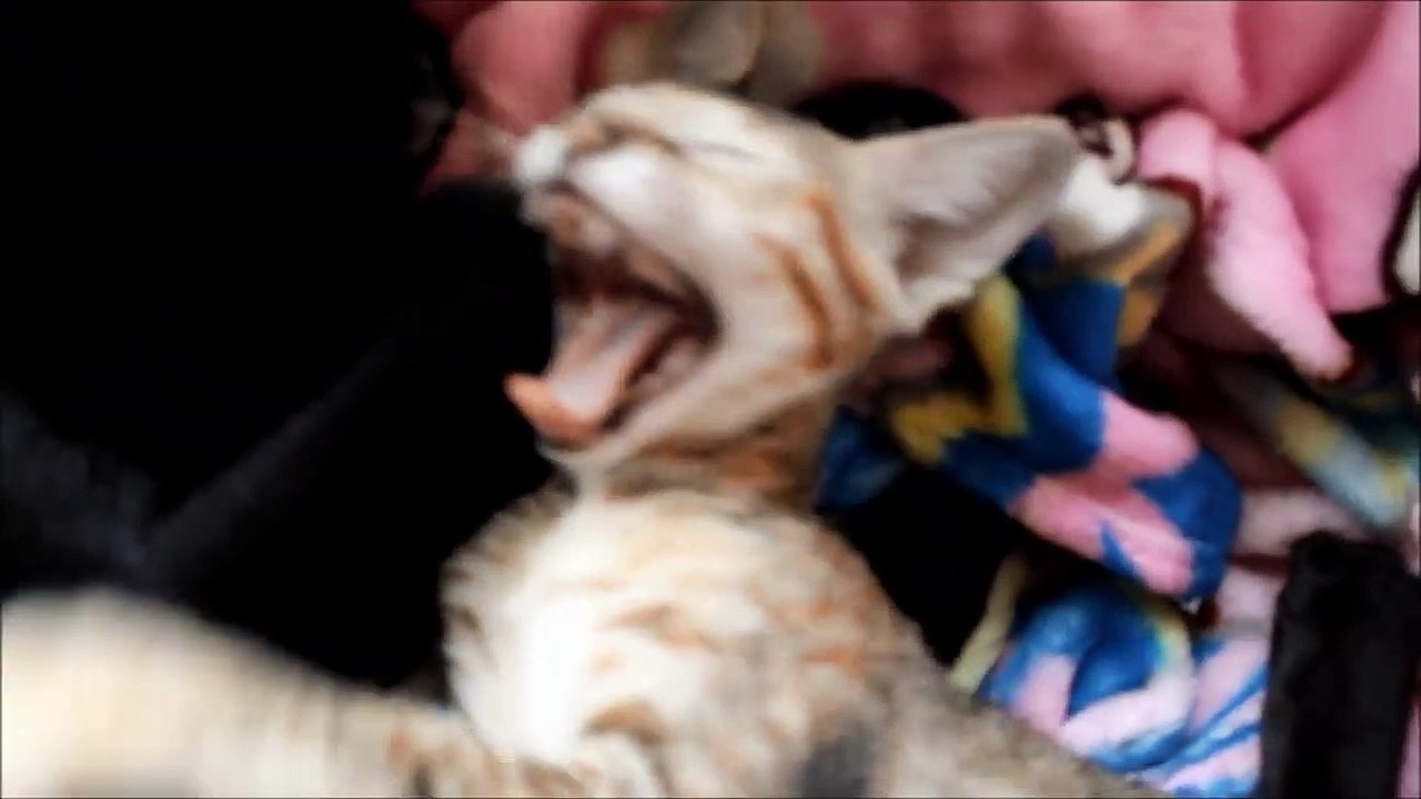Share the fun of funny kittens