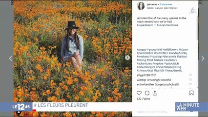 Un champ de coquelicots détruit par les instagrameurs en quête de la photo parfaite