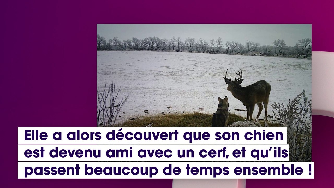 Cette femme visionne des images de vidéosurveillance pour retrouver sa chienne disparue et découvre des images incroyables