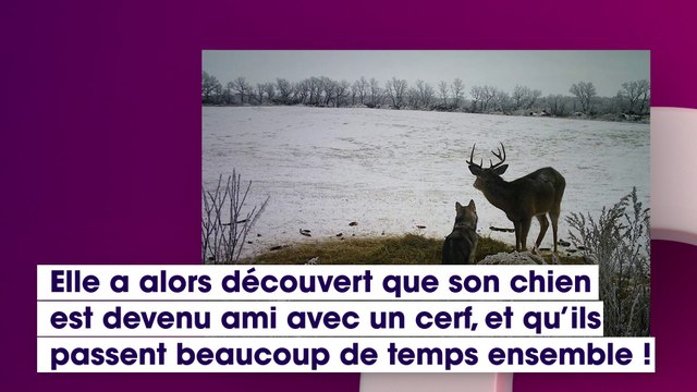 Cette femme visionne des images de vidéosurveillance pour retrouver sa chienne disparue et découvre des images incroyables