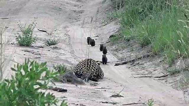 Mangoustes vs Léopard