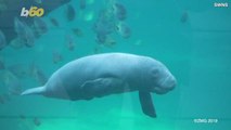Baby Manatee Survives Birth Despite Mother Being Too Chubby For an Ultrasound
