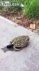 Cette crotte fait la taille de la grenouille qui la sort !