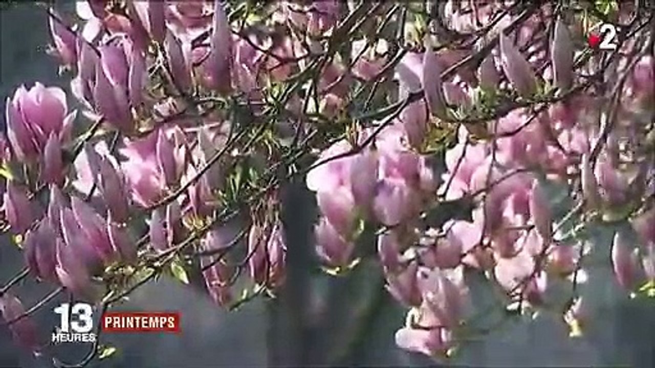 Saisons : le printemps, c'est quand ?