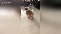 Chubby corgi knocked down by speeding miniature schnauzer