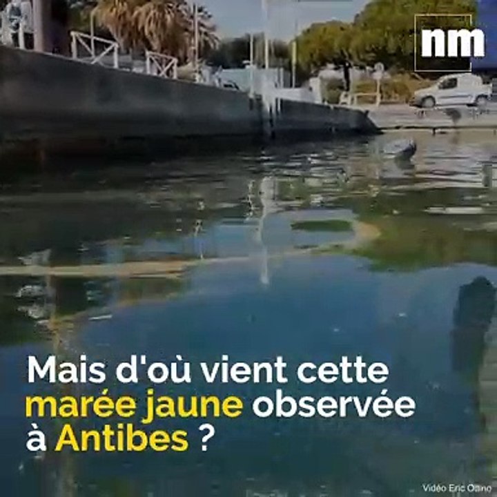 Mais d'où vient cette marée jaune observée au port d'Antibes ?