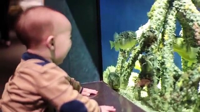 Funniest Baby and Baby Animals Fails - Fun and Fails Baby Video