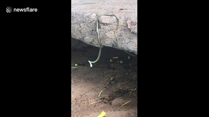 "Head-banging" South African snake baffles experts