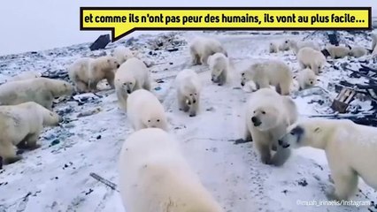 Des ours ❄polaires en ville ! Réchauffement climatique ? Pas si sûr !