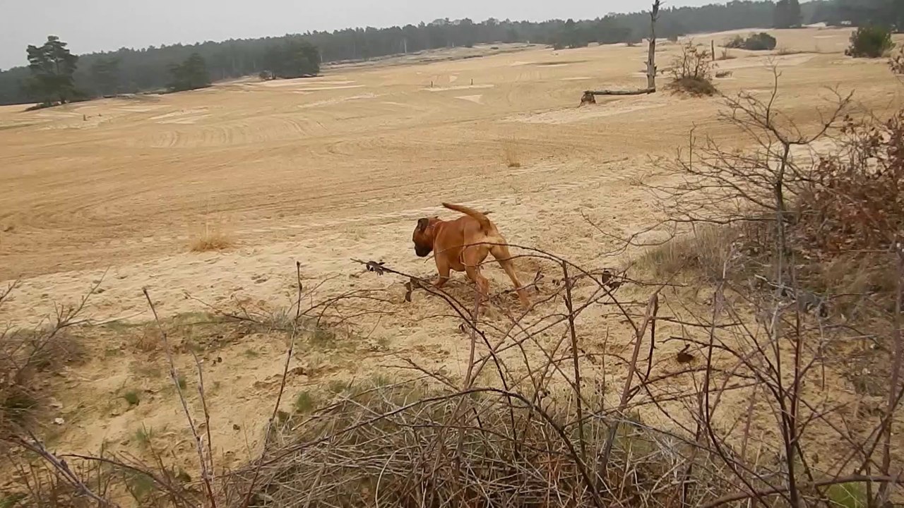 Patou avec Joop