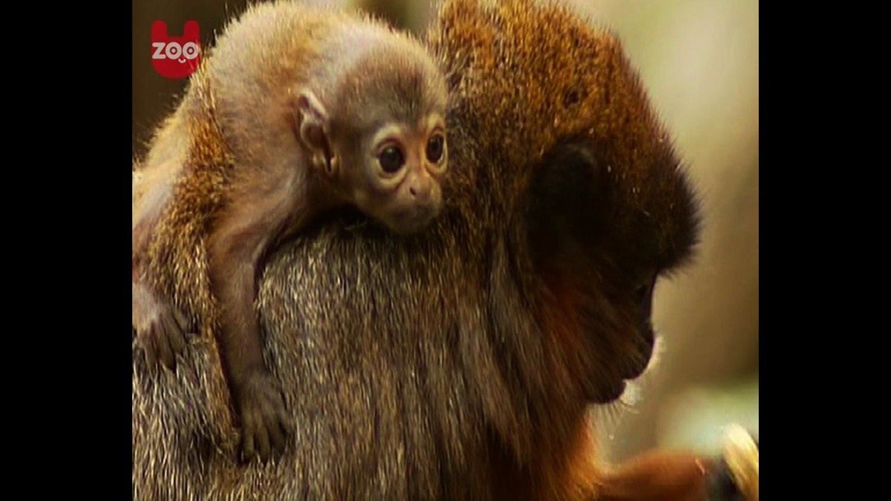Baby Titi Monkey