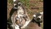 Cute Newborn Lemurs