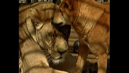 Dog And Lion Are Roommates